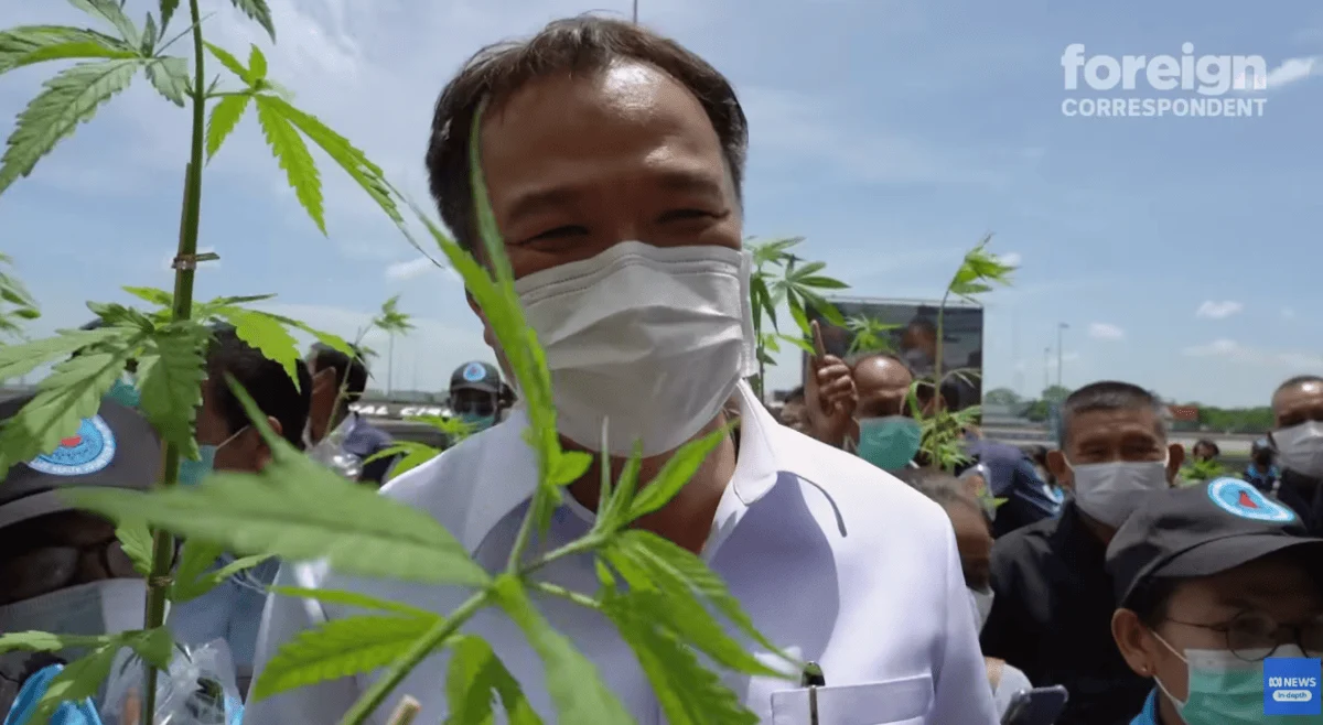 A man in a white shirt and mask stands outdoors, holding cannabis plants, surrounded by a crowd. The sky is clear, indicating a sunny day.